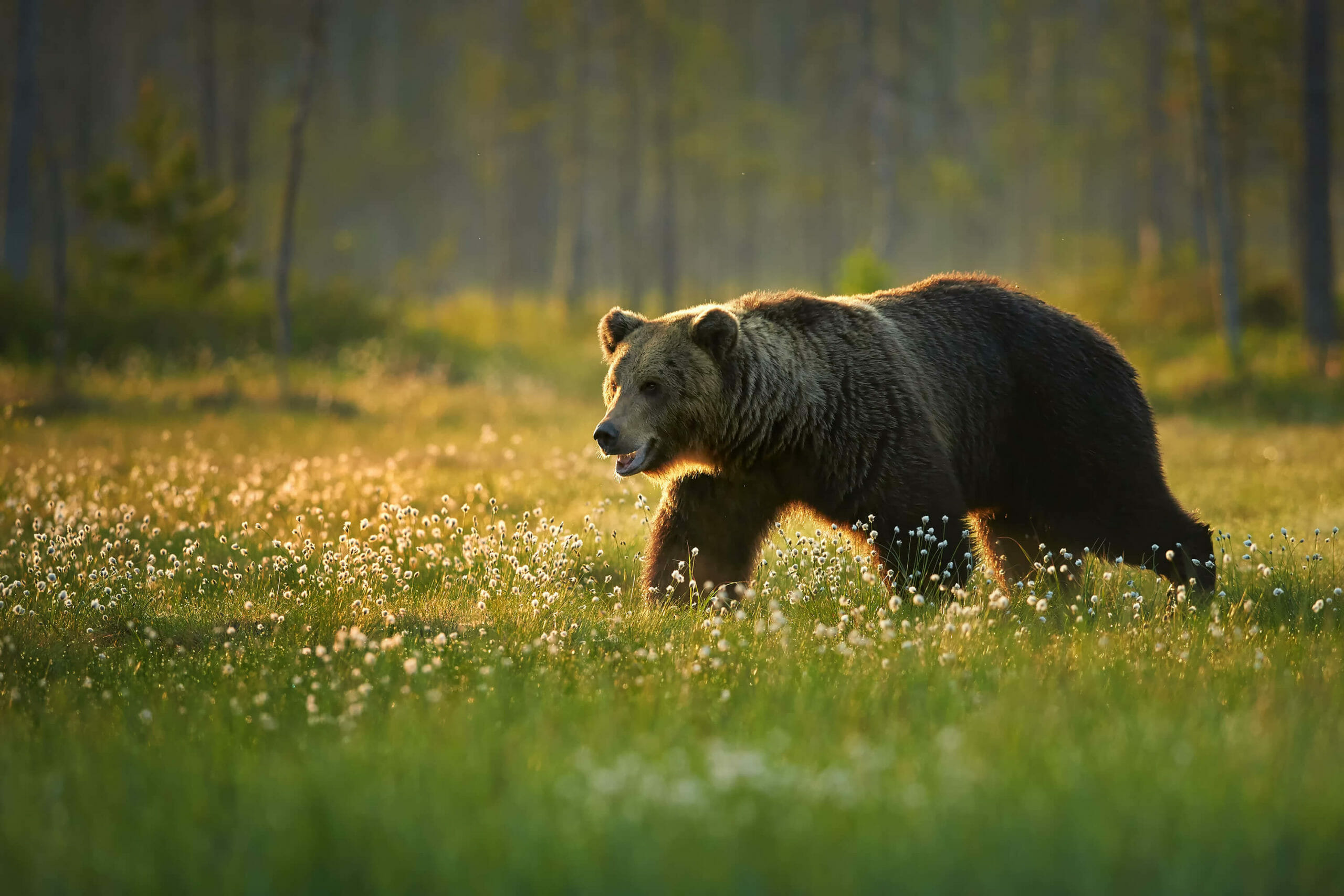 Grizzly Bear 399 - News - Columbia Daily Tribune 