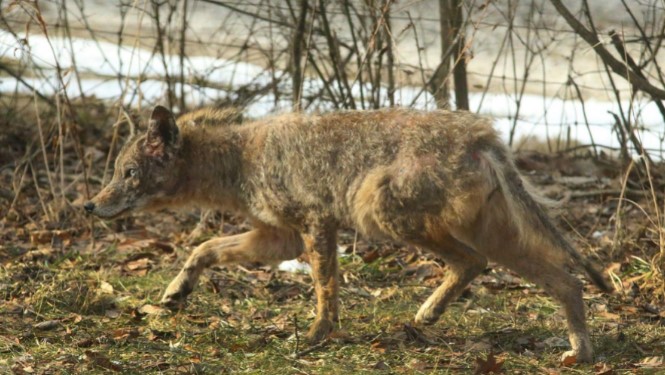 Benefits of Hunting Coyotes