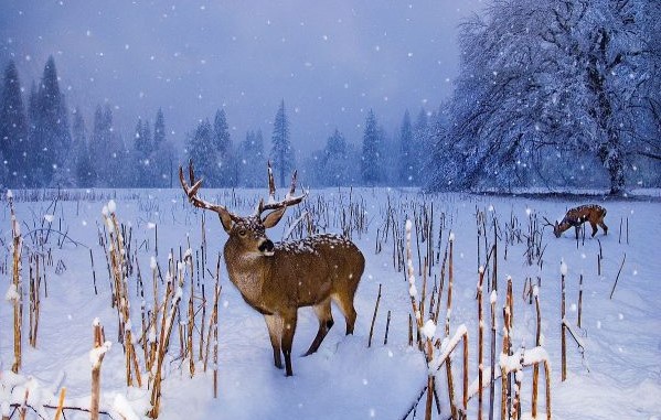Deer Hunting In Winter