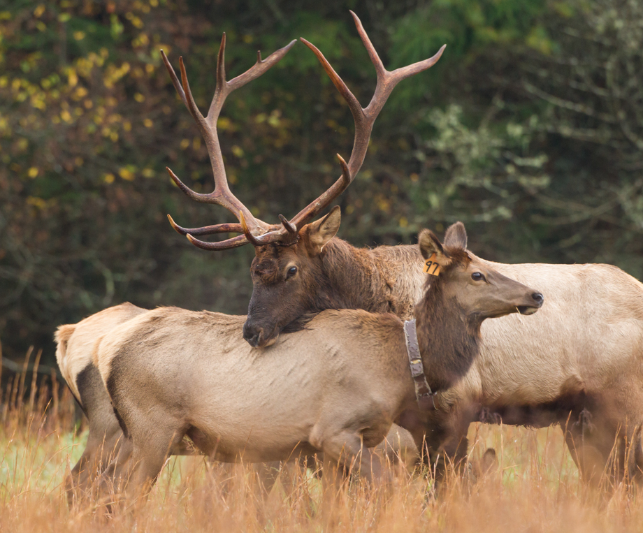 How Hard Is It To Hunt Elk