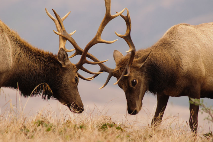 Know the elk rutting season